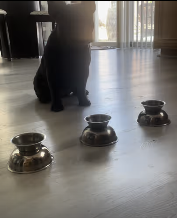 Frenchie Yoda - can you find it game !!!